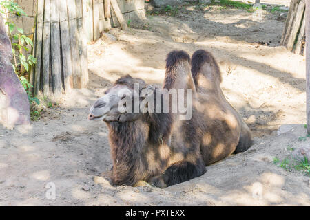 Carino marrone cammello bactrian animale closeup ritratto di un cammello seduta nella sabbia con due intuizioni sulla sua schiena Foto Stock