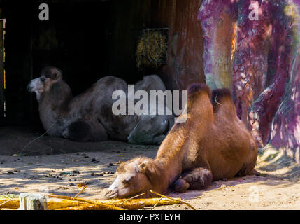 Brown bactrian Camel che stabilisce e dormire nella sabbia Foto Stock