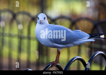 Close-up di Seagull permanente sulla ringhiera nera con profondità di campo Foto Stock