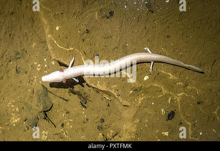 Olm, Proteus anguinus Foto Stock