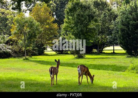 Due cervi a piedi attraverso nel naturale parco verde Foto Stock
