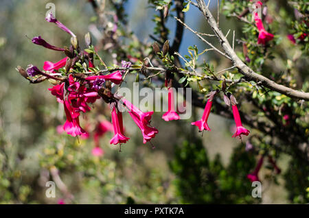 La cantuta è il fiore sacro degli Incas e fiore nazionale del Perù Foto Stock