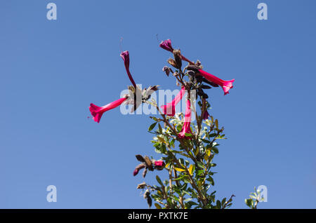 La cantuta è il fiore sacro degli Incas e fiore nazionale del Perù Foto Stock