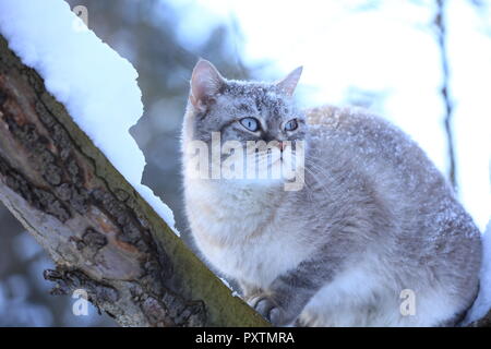 Gatto siamese gatto siede su un albero nel giardino di un inverno nevoso Foto Stock