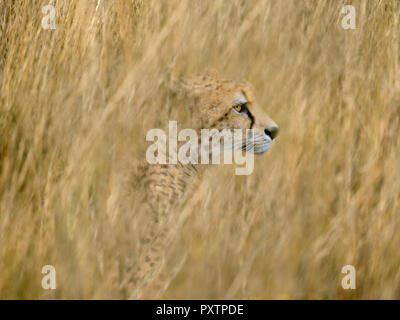 Ghepardo Acinonyx jubatus stalking preda Foto Stock