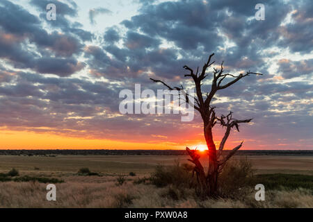 Africa, Botswana, Kgalagadi Parco transfrontaliero, Mabuasehube Game Reserve, Mabuasehube Pan al tramonto Foto Stock