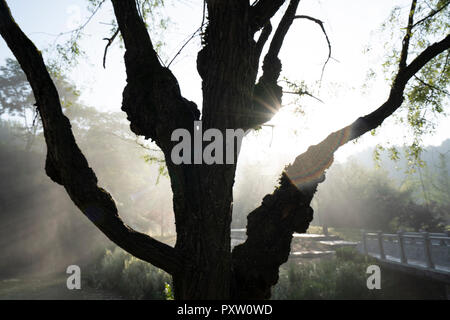 Cina, Guizhou, Pool di Tianhe Park, albero contro il sole Foto Stock