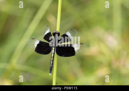 Thailandia, Pied paddy schiumarola Neurothemis tullia Foto Stock
