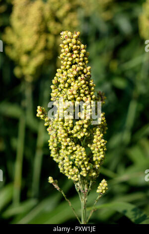 Testa di seme di miglio, close-up Foto Stock