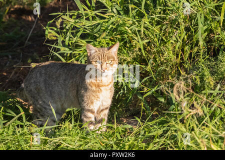 Il Botswana, Kgalagadi Parco transfrontaliero, African wildcat, Felis silvestris lybica Foto Stock