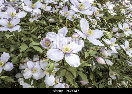 Fioritura Clematis (Clematis montana) Foto Stock