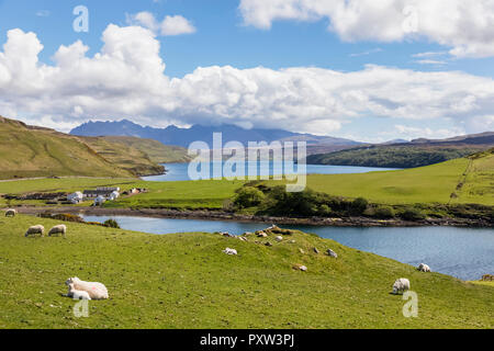 Regno Unito, Scozia, Ebridi Interne, Isola di Skye, Loch Harport, Gesto Bay, pecore al pascolo Foto Stock