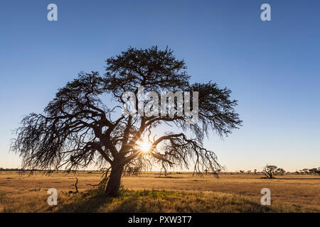 Il Botswana, Kgalagadi Parco transfrontaliero, Kalahari camelthorn presso sunrise Foto Stock