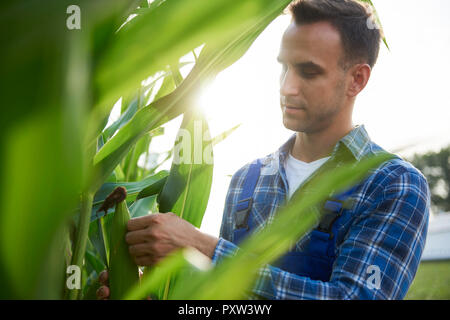 Coltivatore a cornfield esaminando piante di mais Foto Stock