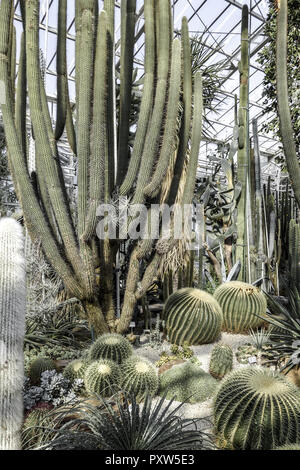 Kakteenhaus, Botanischer Garten Monaco di Baviera, Deutschland, Europa, Cacti Casa, giardino botanico di Monaco di Baviera, Germania, Europa, botanica, Botanica Foto Stock