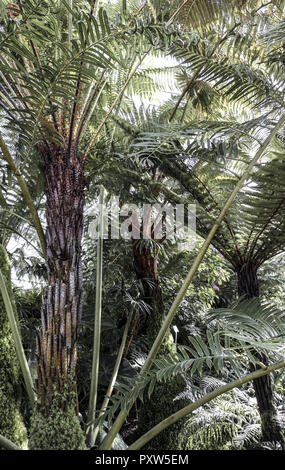 Palmenhaus, Botanischer Garten, München, Bayern, Deutschland, Europa, la Casa delle Palme, Giardino Botanico, Monaco di Baviera, Germania, Europa, botanica, Botanica Foto Stock