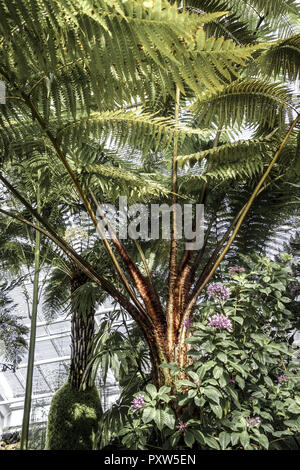 Palmenhaus, Botanischer Garten, München, Bayern, Deutschland, Europa, la Casa delle Palme, Giardino Botanico, Monaco di Baviera, Germania, Europa, botanica, Botanica Foto Stock