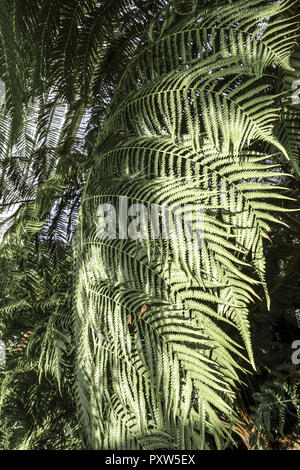 Palmenhaus, Botanischer Garten, München, Bayern, Deutschland, Europa, la Casa delle Palme, Giardino Botanico, Monaco di Baviera, Germania, Europa, botanica, Botanica Foto Stock