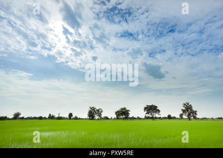 Verde campo di riso con il minimo di albero in una giornata nuvolosa Sukhothai Provincia, Thailandia Foto Stock