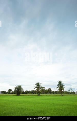 Verde campo di riso con il minimo di albero in una giornata nuvolosa Sukhothai Provincia, Thailandia Foto Stock