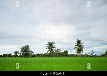 Verde campo di riso con il minimo di albero in una giornata nuvolosa Sukhothai Provincia, Thailandia Foto Stock