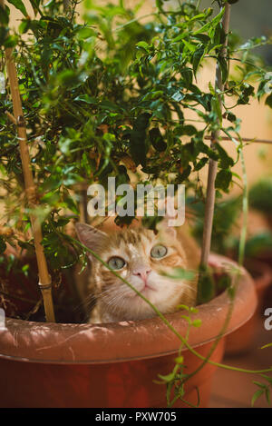 Ritratto di zenzero cat in un impianto pot Foto Stock