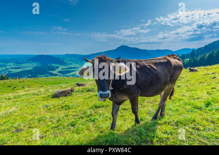 Allgaeuer Razza Braunvieh, Almlandschaft bei Immenstadt, Allgaeuer Alpen, Allgaeu, Bayern, Deutschland, Europa Foto Stock