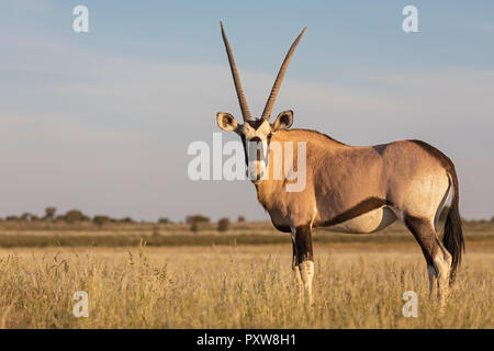 Il Botswana, Kgalagadi transfrontaliera Parco Nazionale, Mabuasehube Game Reserve, gemsbok cercando, Oryx gazella Foto Stock