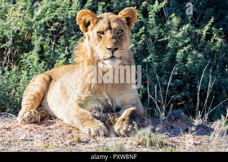 Il Botswana, Kgalagadi Parco transfrontaliero, Ritratto di giovane lion Foto Stock