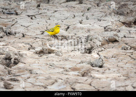 Bel giallo canarino seduto su asciugata argilla pieno di texture. Foto Stock