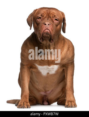 Dogue de Bordeaux, 2 anni e mezzo, seduto di fronte a uno sfondo bianco Foto Stock