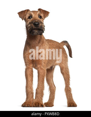 Irish Terrier cucciolo, dodici settimane, in piedi contro lo sfondo bianco Foto Stock