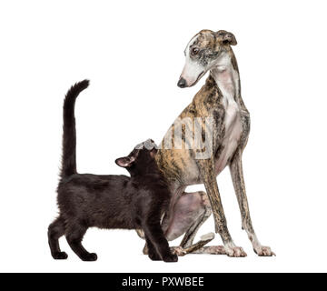 Slim galgo cane e Mixed-razza gatto nero, di fronte a uno sfondo bianco Foto Stock