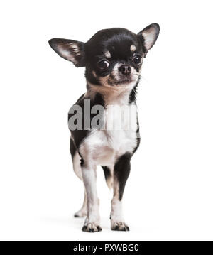 Chihuahua cane, 3 anni, in piedi contro lo sfondo bianco Foto Stock