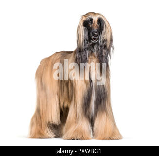 Afghan hound in piedi contro uno sfondo bianco Foto Stock