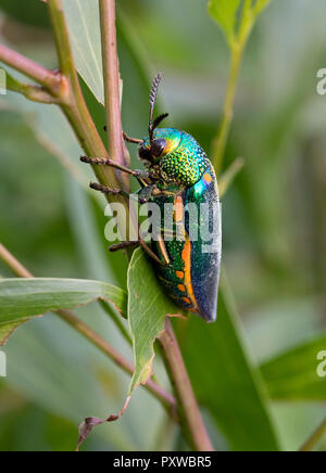 Thailandia, gioiello beetle, Buprestidae Foto Stock