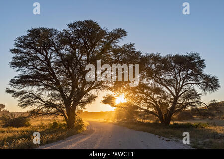 Il Botswana, Kgalagadi Parco transfrontaliero, il Kalahari, strada di ghiaia e camelthorns presso sunrise Foto Stock