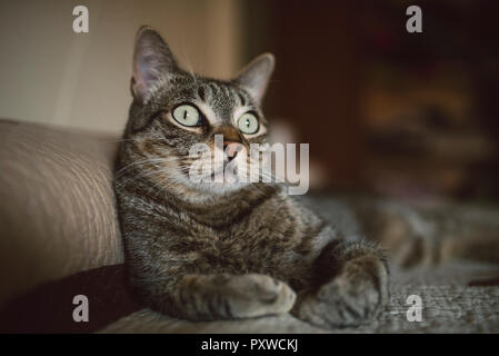 Ritratto di tabby cat Foto Stock