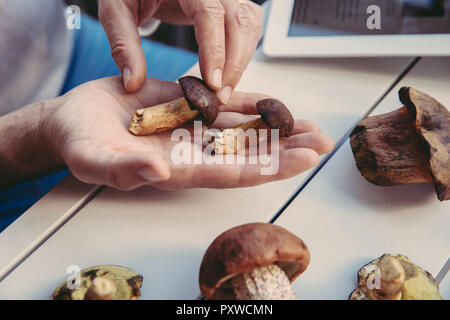 Man mano del re di contenimento boletes Foto Stock