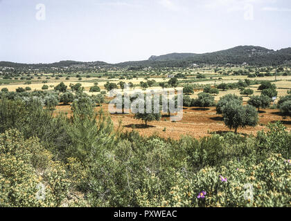 Landschaft mit roter Erde, Santa Agnese de Corona, Ibiza, Spanien Foto Stock