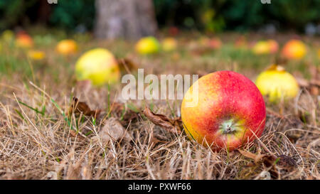 Manna mele sul terreno Foto Stock