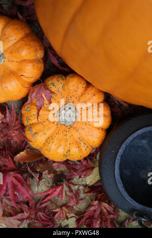 Mini munchkin zucche dal di sopra accanto a una grande zucca e calderone in metallo decorato per la festa di Halloween e la caduta o l'autunno Foto Stock