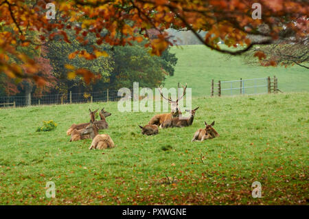 Il cervo rosso con un numero di cerve pacificamente in appoggio sul depositata a Blair Atholl, Scozia Foto Stock