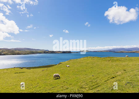 Regno Unito, Scozia, Ebridi Interne, Isola di Skye, Loch Harport, pecore al pascolo Foto Stock