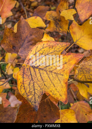 Foglie autunnali di Tulip Tree / liriodendron tulipifera. Corteccia di albero dei tulipani utilizzati in medicina di erbe. A volte chiamato Yellow Poplar sebbene non correlati Foto Stock