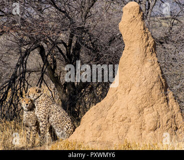 Due cheetah da termite mound in l'Okonjima Riserva Naturale, Namibia Foto Stock