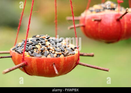 Home zucca fatta alimentatori di uccelli. A sinistra sopra le zucche riempito con semi per giardino degli uccelli in autunno, REGNO UNITO Foto Stock