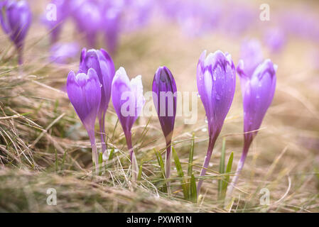 Vista sul soleggiato crocus viola fiori in primavera Foto Stock