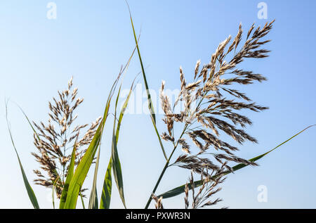 Canne palustri contro il cielo blu Foto Stock