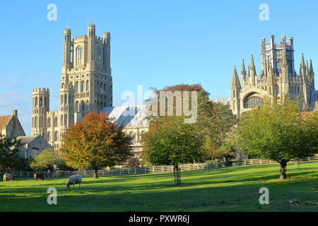 Vista della cattedrale in autunno da Cherry Hill Park a Ely, Cambridgeshire, Norfolk, Regno Unito, con le mucche in primo piano Foto Stock